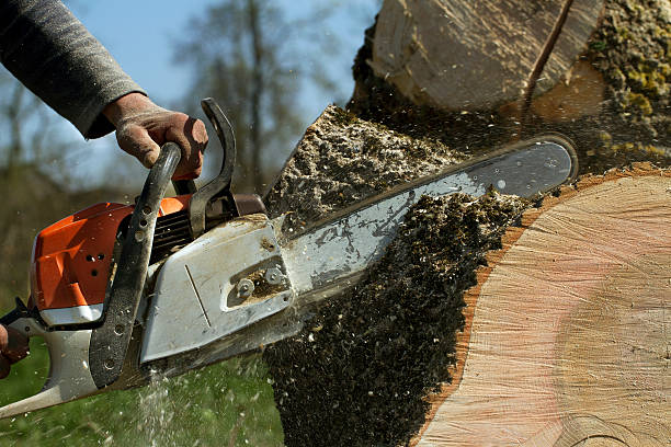 Tree Root Removal in Pike Creek Valley, DE